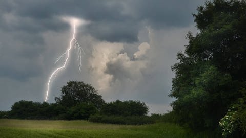 Blitz schlägt in eine Gruppe Bäume ein (Foto: IMAGO, Shotshop)