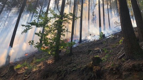 Weitere Waldbrände im Pfälzerwald befürchtet (Archivbild). Bei Bad Dürkheim gab es schon vier. (Foto: SWR)