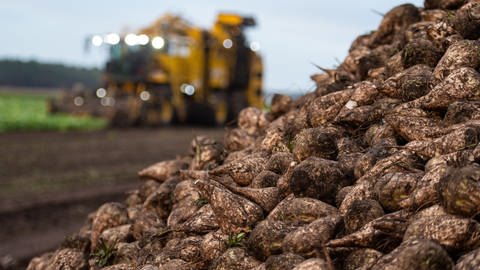 Zuckerrübenernte wird in der Pfalz nicht üppig ausfallen, Zuckerrübenberg mit Erntefahrzeug im Hintergrund (Symbolbild) (Foto: dpa Bildfunk, Philipp Schulze)