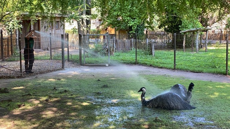 Sommertag im Zoo Landau (Foto: SWR)