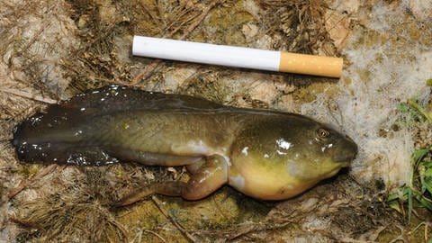 Lurch eines amerikanischen Ochsenfrosches ist länger als eine Zigarette (Foto: IMAGO, blickwinkel)