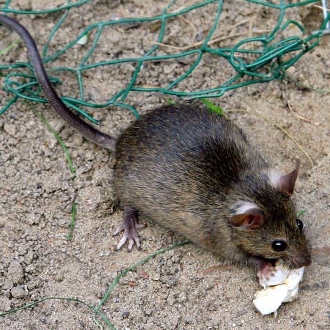 Eine kleine Ratte frisst in einer Parkanlage Abfall. (Foto: dpa Bildfunk, picture alliance / dpa | Arno Burgi)