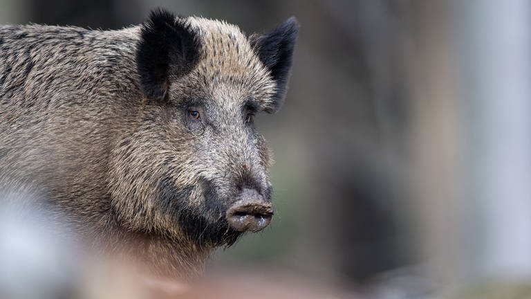Wildschweine werden auch in Ludwigshafen gesichtet