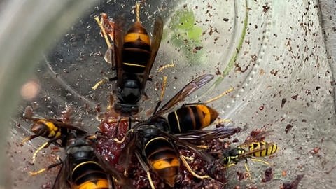 Asiatische Hornissen machen sich zusammen mit Wespen über Marmeladereste her (Foto: SWR)