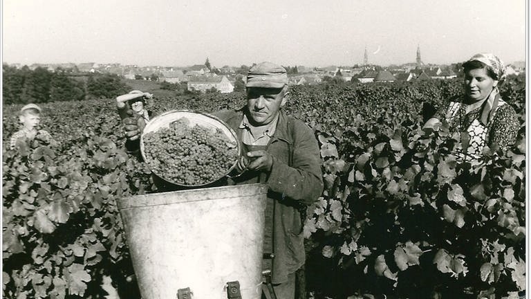 Weinbau vor 75 Jahren (Foto: Museum für Weinbau, Edenkoben)