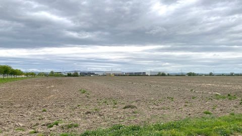 Frankenthal: Um diese Ackerfläche soll das Gewerbegebiet "Am Römig" erweitert werden. Im Hintergrund zu sehen: Amazon und Kartoffel Kuhn (Foto: SWR)