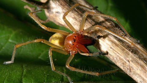 Giftige Tiere im Südwesten: Ammen-Dornfinger (Foto: dpa Bildfunk, Eine Ammen-Dornfinger-Spinne.)