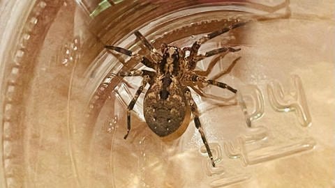 Das Rückenmuster der Spinne soll an den Blutsauger Nosferatu erinnern - daher ihr Name: Nosferatu-Spinne. (Foto: SWR)