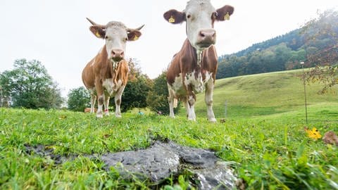 Kühe stehen auf einer Wiese, im Vordergrund liegt Gülle. (Foto: dpa Bildfunk, picture alliance / dpa | Marc Müller)