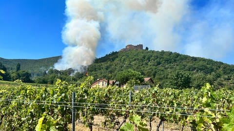 Feuer in der Nähe des Hambacher Schlosses (Foto: SWR)