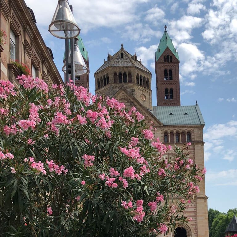 Heiß und begrünt wie in Italien: Die Innenstadt von Speyer