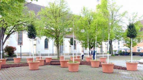 "Wanderwald" in Germersheim, mehrere kleinere Bäume in Blumenkübeln (Foto: Stadt Germersheim)