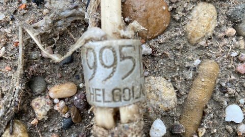 tote Störchin auf Baggersee-Insel bei Speyer gefunden (Foto: SWR)