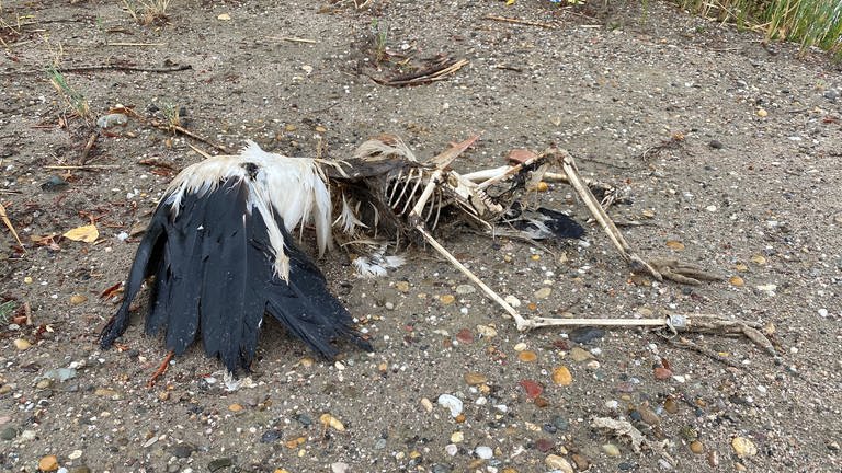 tote Störchin auf Baggersee-Insel bei Speyer gefunden