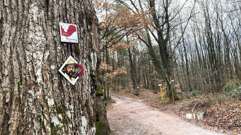 Neues Konzept für Wanderwege im Pfälzerwald (Foto: SWR)