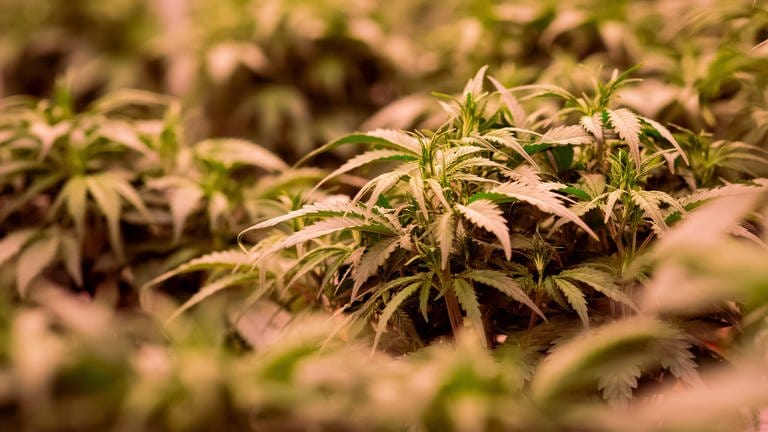 So sehen Cannabis-Pflanzen aus 