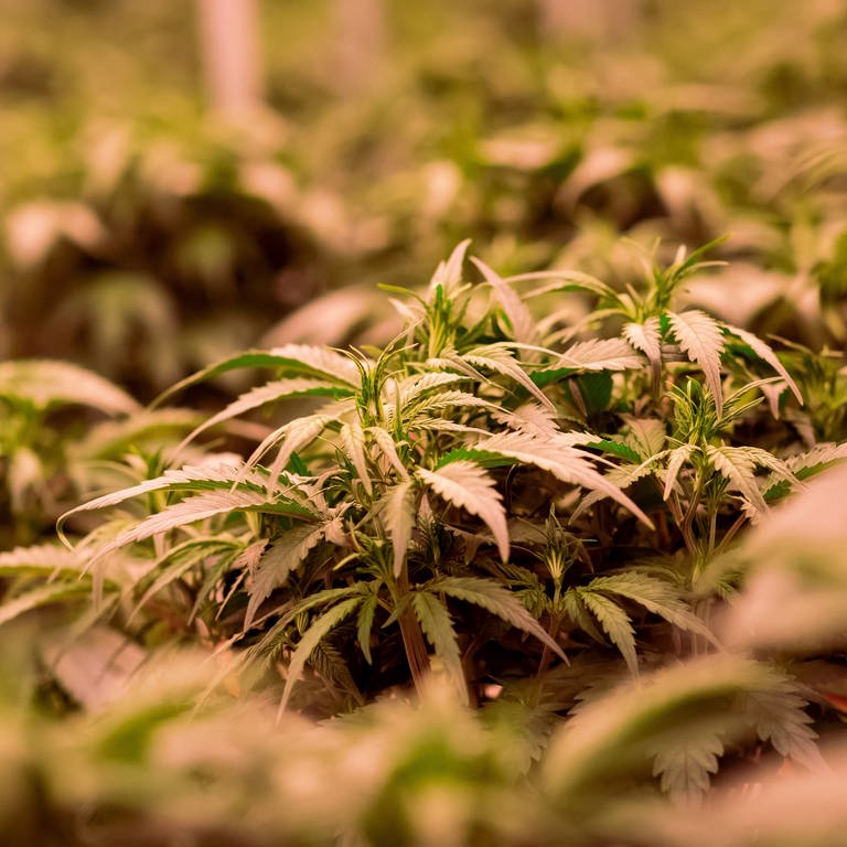 So sehen Cannabis-Pflanzen aus  (Foto: dpa Bildfunk, Picture Alliance)