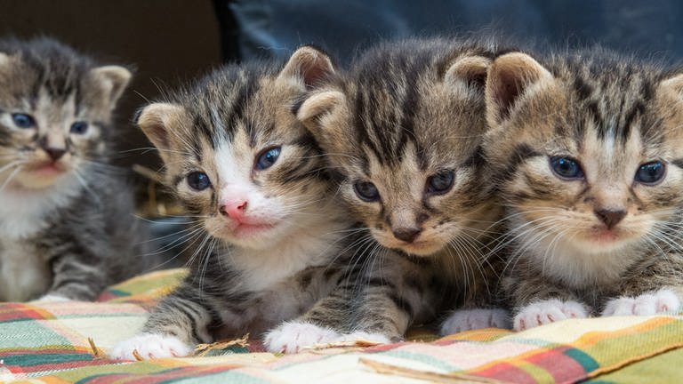 In Neustadt an der Weinstraße wurden sechs getötete Katzenbabys entdeckt. Für Hinweise zu dem Fall hat die Tierschutzorganisation PETA eine Belohnung ausgelobt. (Foto: dpa Bildfunk, Picture Alliance)