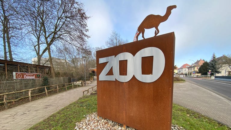 Dromedar-Nachwuchs im Landauer Zoo