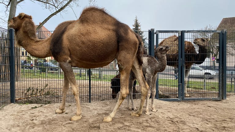 Dromedar-baby Junah im Zoo von Landau