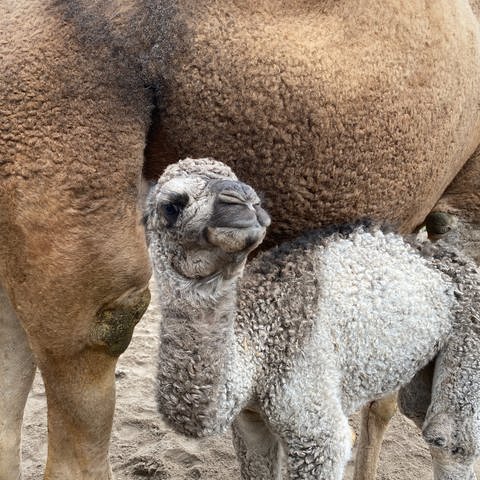 Dromedar-baby Junah im Zoo von Landau (Foto: SWR)