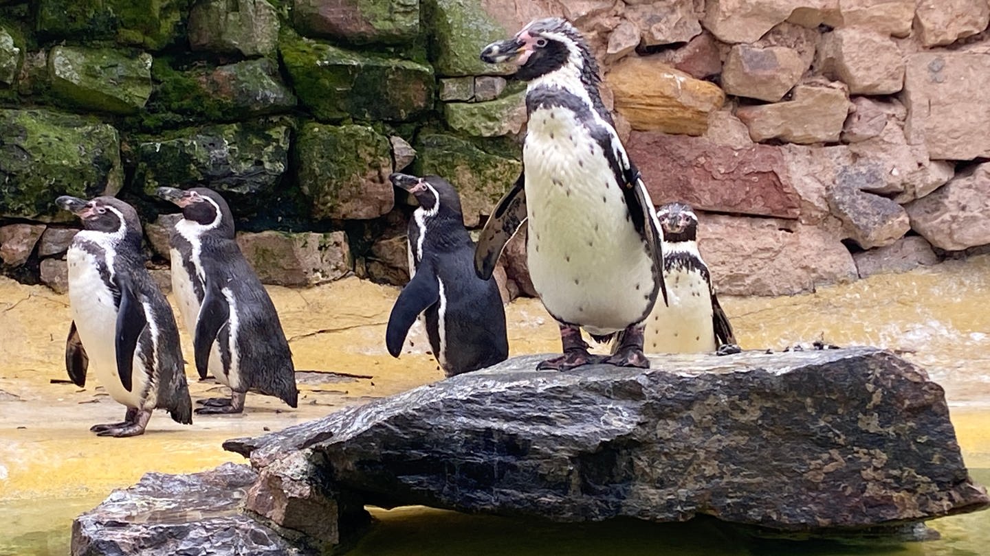 Pinguine im Landauer Zoo (Foto: SWR)