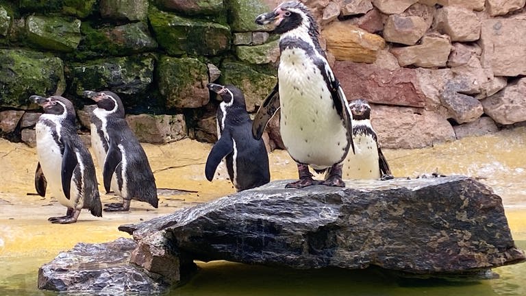 Pinguine im Landauer Zoo