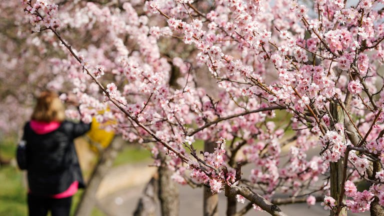So sieht der März aus: Blütentraum in Gimmeldingen (Foto: dpa Bildfunk, Picture Alliance)