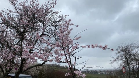 Vor grauem Himmel - die berühmten Mandelbäume in Gimmeldingen (Foto: SWR)