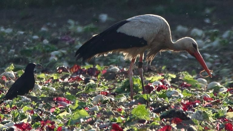 Ein Storch ist auf dem Feld und hat einen Gummiring im Mund. (Foto: Aktion Pfalzstorch)