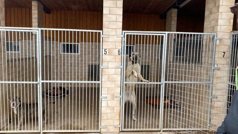 Hunde in der Auffangstation Terra Mater in Lustadt (Foto: SWR)