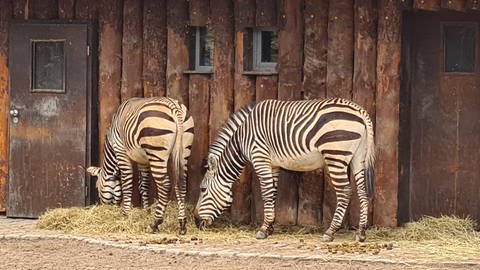 Die Afrika-Anlage im Zoo Landau (Foto: SWR)