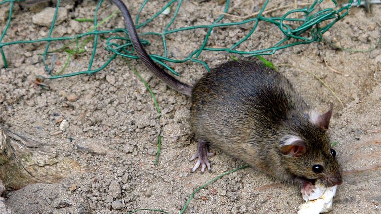 Eine kleine Ratte frisst in einer Parkanlage Abfall.