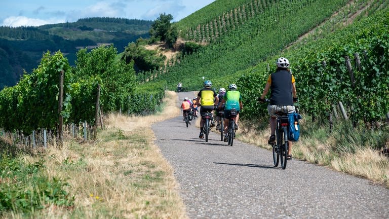 Fahrradfahrer fahren durche einen Weinberg (Foto: picture-alliance / Reportdienste, Picture Alliance)