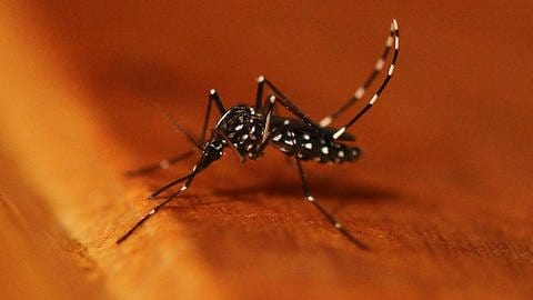 Asiatische Tigermücke (Aedes albopictus) - Invasive Tierarten - Neozen (Foto: dpa Bildfunk, picture alliance / dpa | Dr. Doreen Werner)