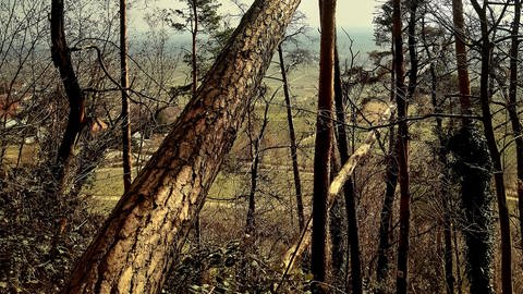 Abserbende Birke und Kastanien im rhodter Wald (Foto: Thomas Kaber, Forstrevierleiter Modenbach )