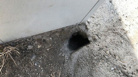 Erdlöcher rund um die Ampelanlage ließen laut Stadt Speyer einen Rattenbau vermuten (Februar 2021) (Foto: Stadtverwaltung Speyer) Erdlöcher rund um die Ampelanlage ließen laut Stadt Speyer einen Rattenbau vermuten (Februar 2021)