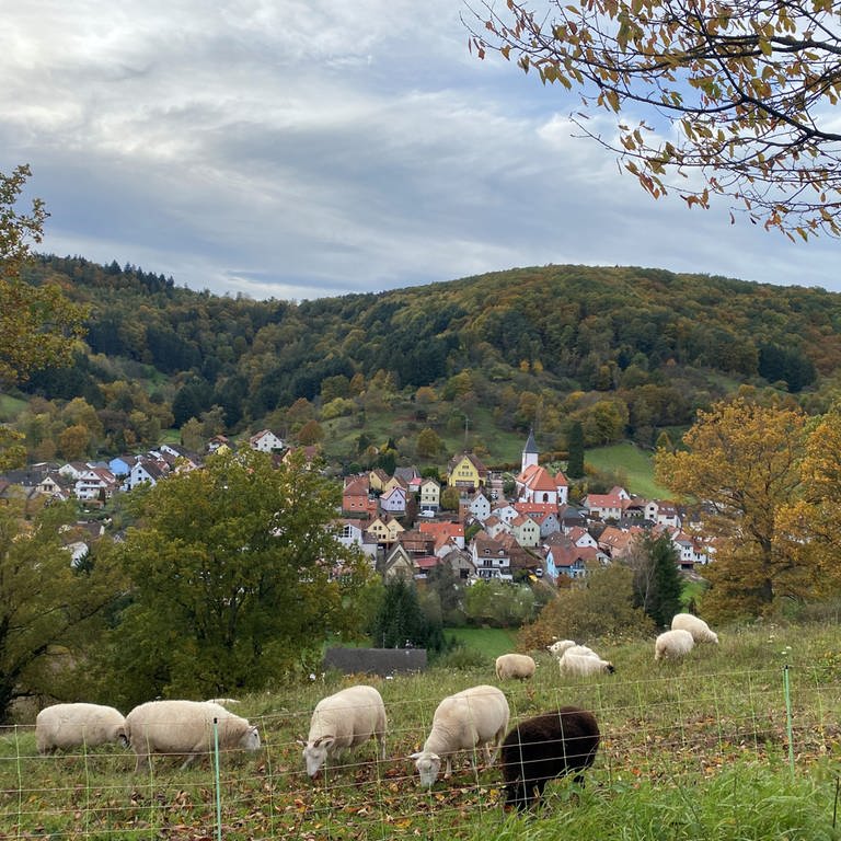 Schafe vor malerischer Kulisse im südpfälzischen Dernbach (Foto: SWR)