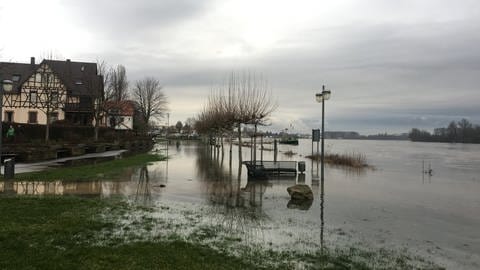 Rhein-Hochwasser in Speyer 2018 (Foto: SWR)