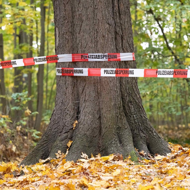 Eine Leiche wurde im Wald bei Wachenheim (Kreis Bad Dürkheim) gefunden (Symbolbild) (Foto: dpa Bildfunk, Picture Alliance)
