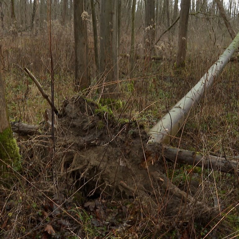 Dauerregen und Wind schaden dem Wald