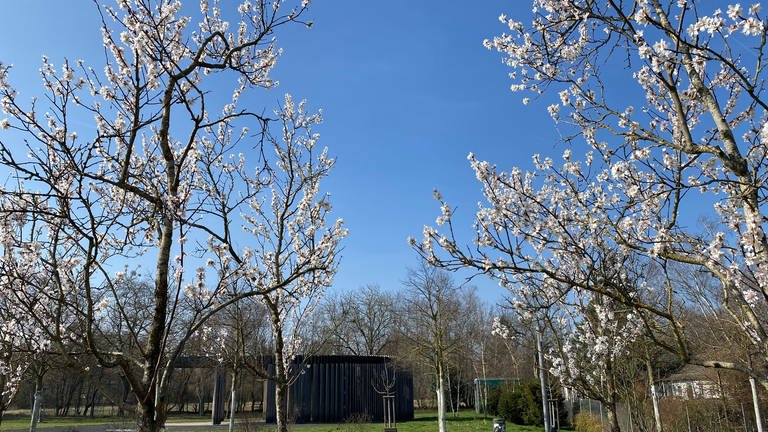 Frühlingsanfang in der Pfalz