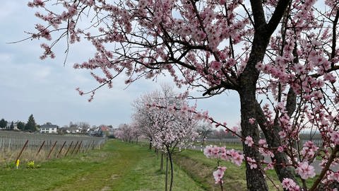 Mandelblüten Gimmeldingen (Foto: SWR)
