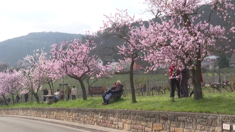Das Gimmeldinger Mandelblütenfest lockt jedes Jahr tausende Besucher an - auch in diesem Jahr. (Foto: SWR)