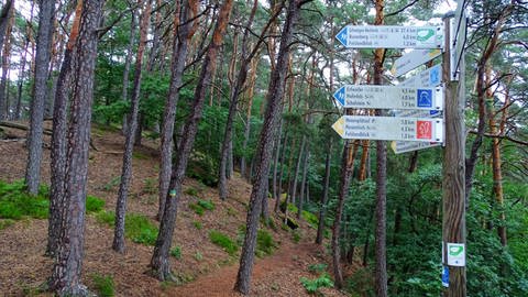 Schilderwald im Pfälzerwald