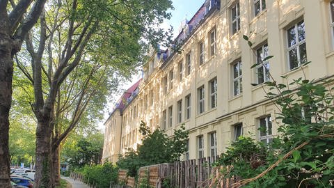 Vor der Wilhelm-Heinrich-von Riehl-Gesamtschule in Wiesbaden-Biebrich stehen viele Platanen (Foto: SWR, I. Hartmann)