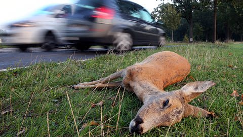 Im Herbst passieren besonders viele Wildunfälle mit Rehen und Wildschweinen (Foto: dpa Bildfunk, Picture Alliance)