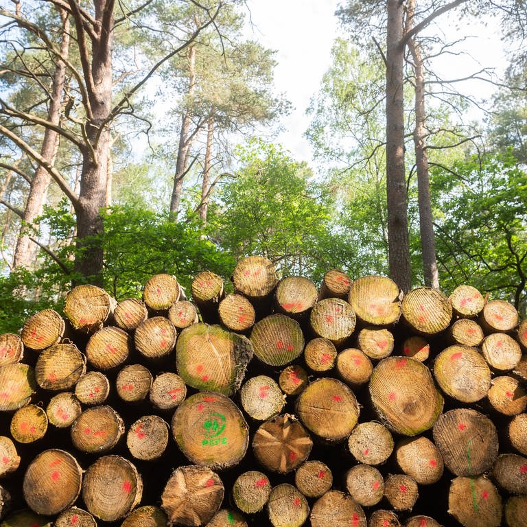 An der Nahe und in Rheinhessen ist die Nachfrage nach Brennholz in den letzten Monaten deutlich gestiegen. (Foto: dpa Bildfunk, Picture Alliance)