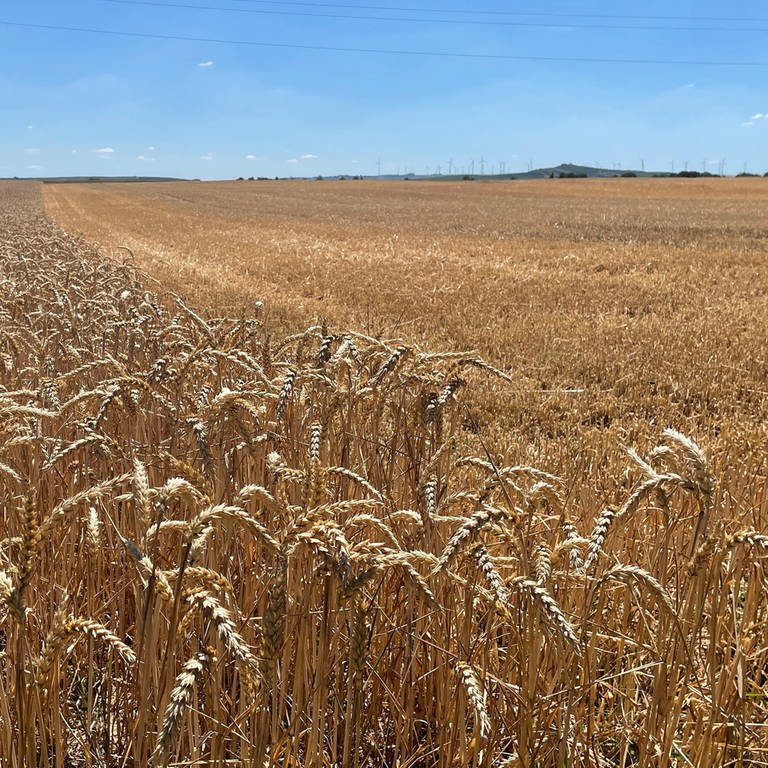 Ein Getreidefeld bei Undenheim, Rheinhessen ist halb abgeerntet (Foto: SWR, Wolfgang Seligmann)