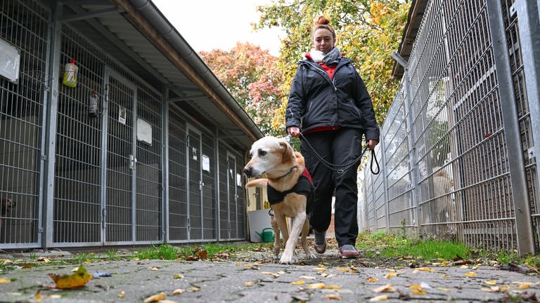 Die Leiterin des Tierheims Ingelheim, Alexandra Blau, geht mit einem Hund auf dem Gelände an Hundezwingern vorbei (Foto: dpa Bildfunk, Picture Alliance)